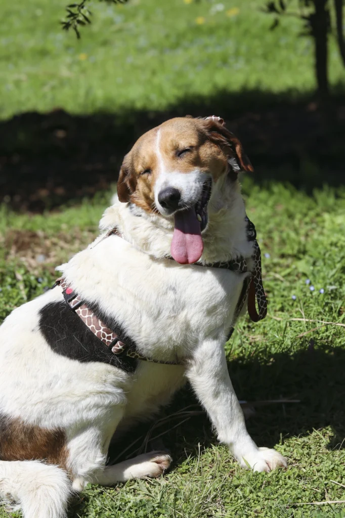 funny dog
