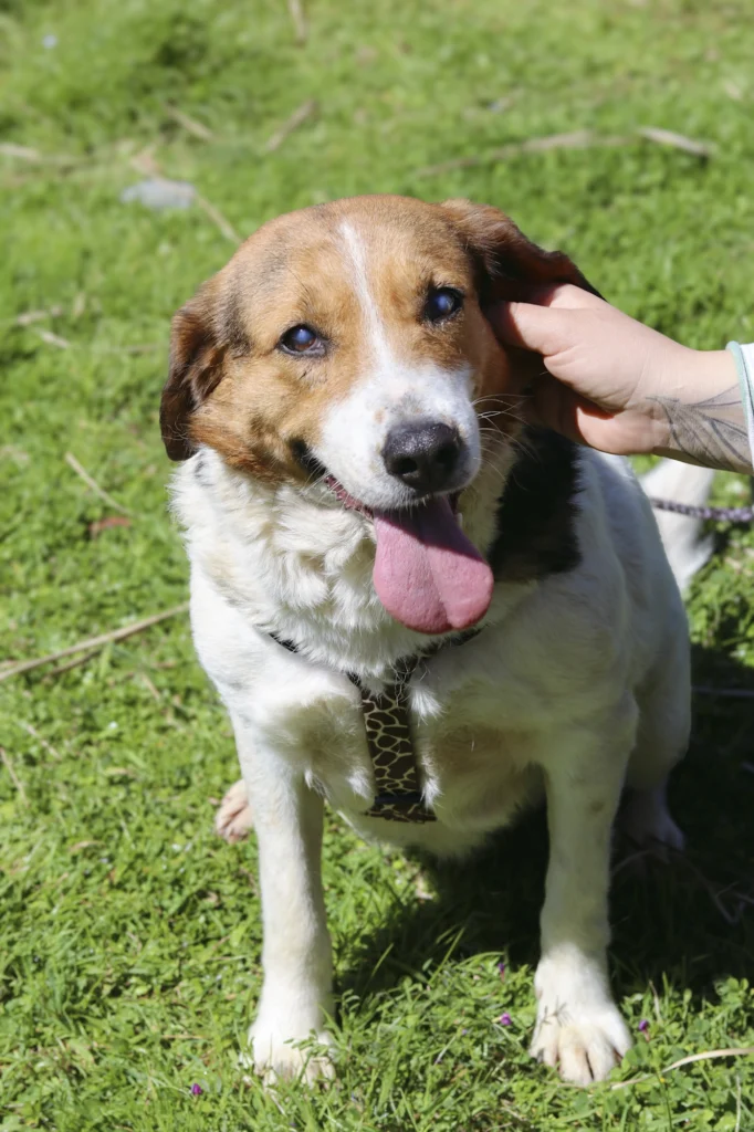 nice dog