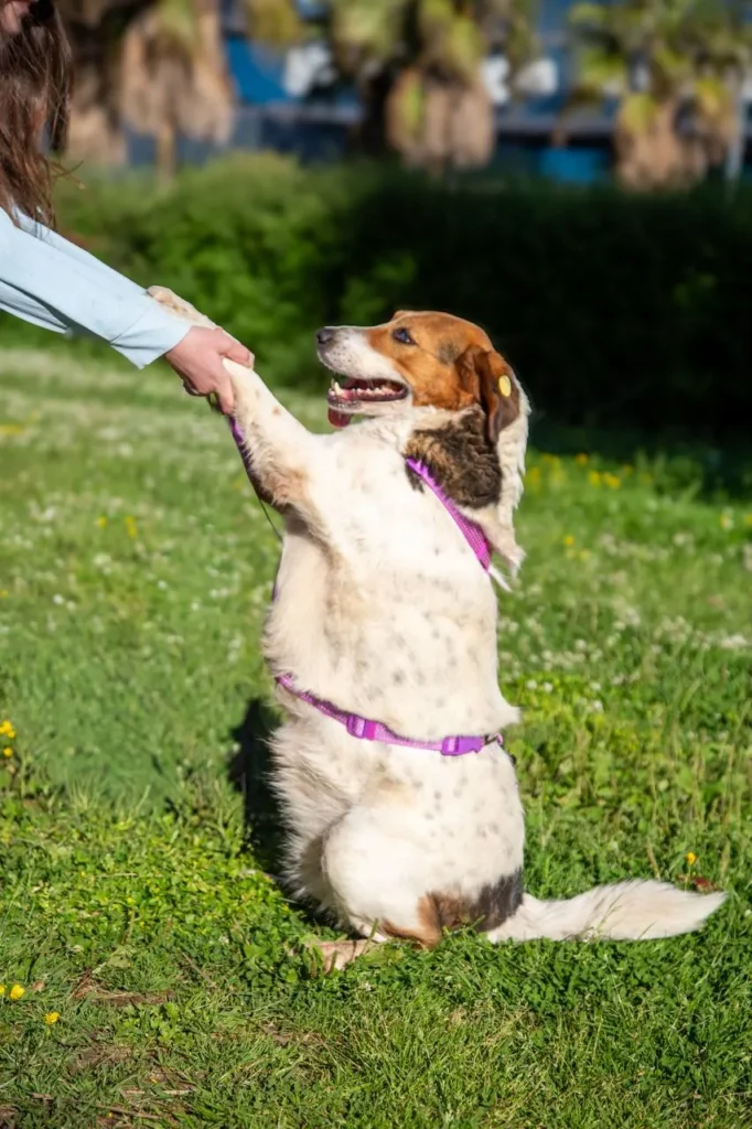 dog