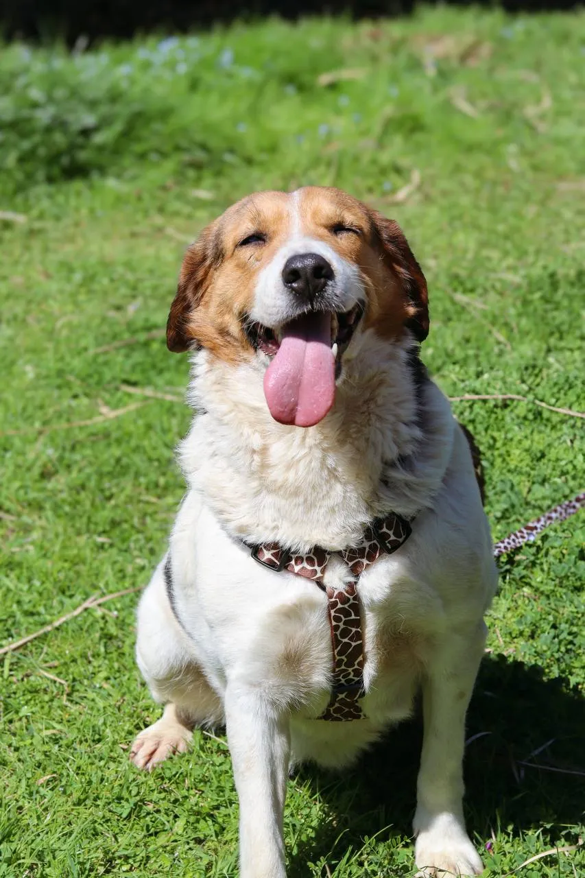 dog sonya