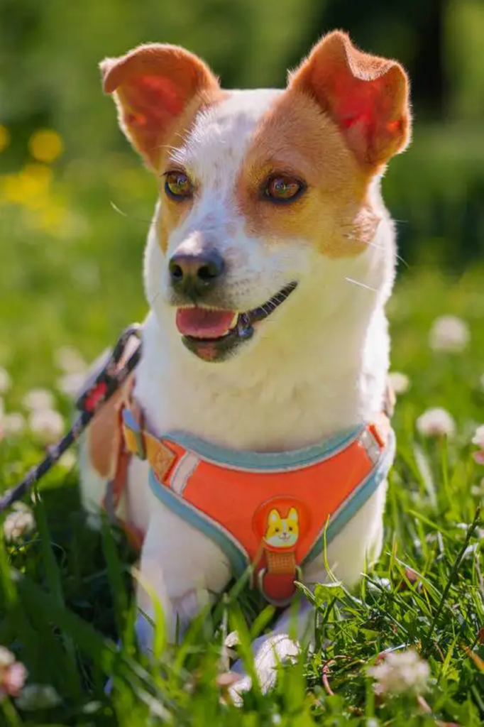 dogcute