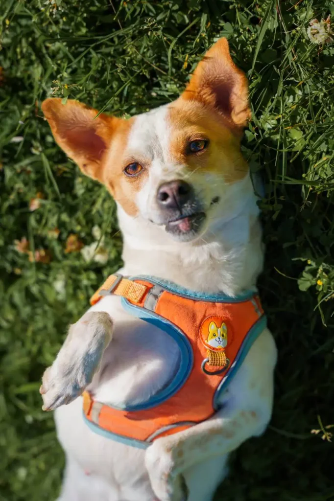 jrt