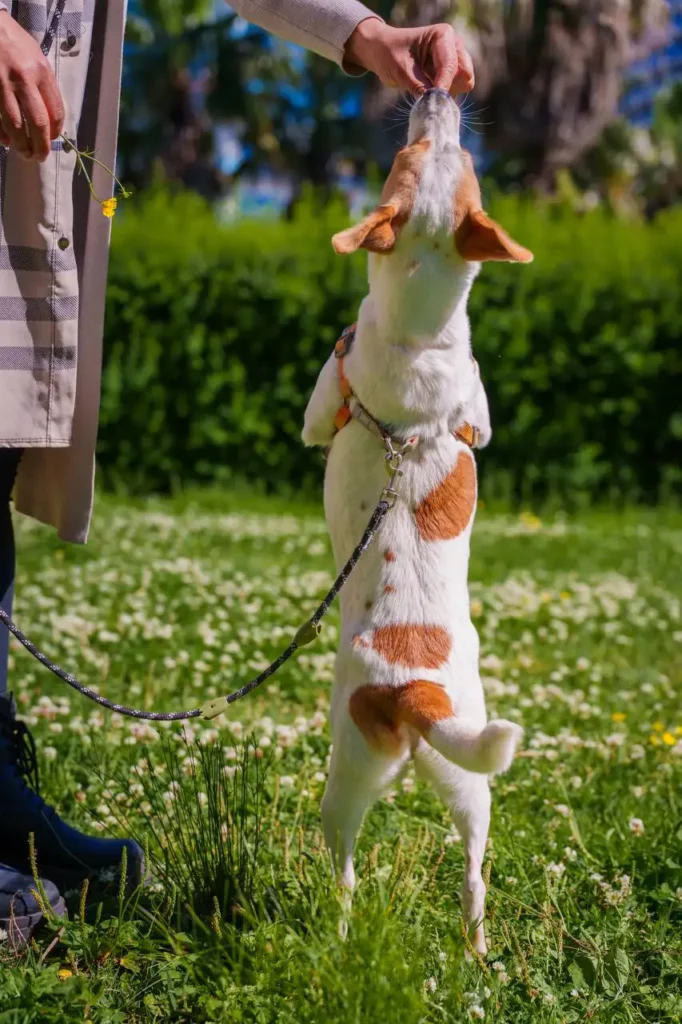 milardog